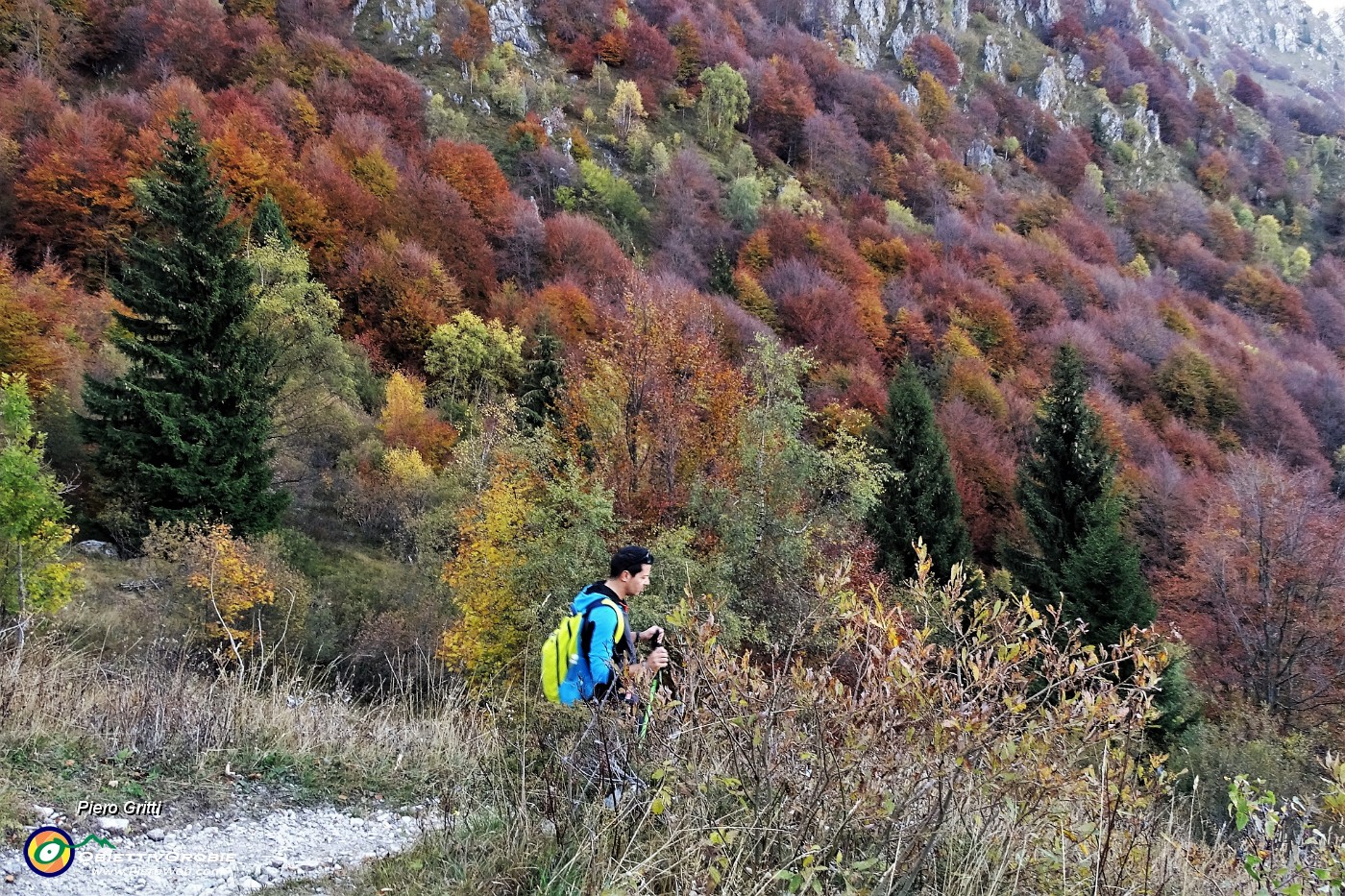 73 La faggeta splende di rosso.JPG